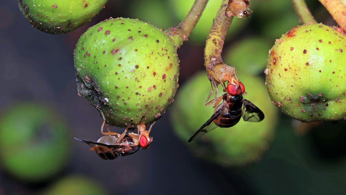 Optimized Flies Should Bug Darwinists