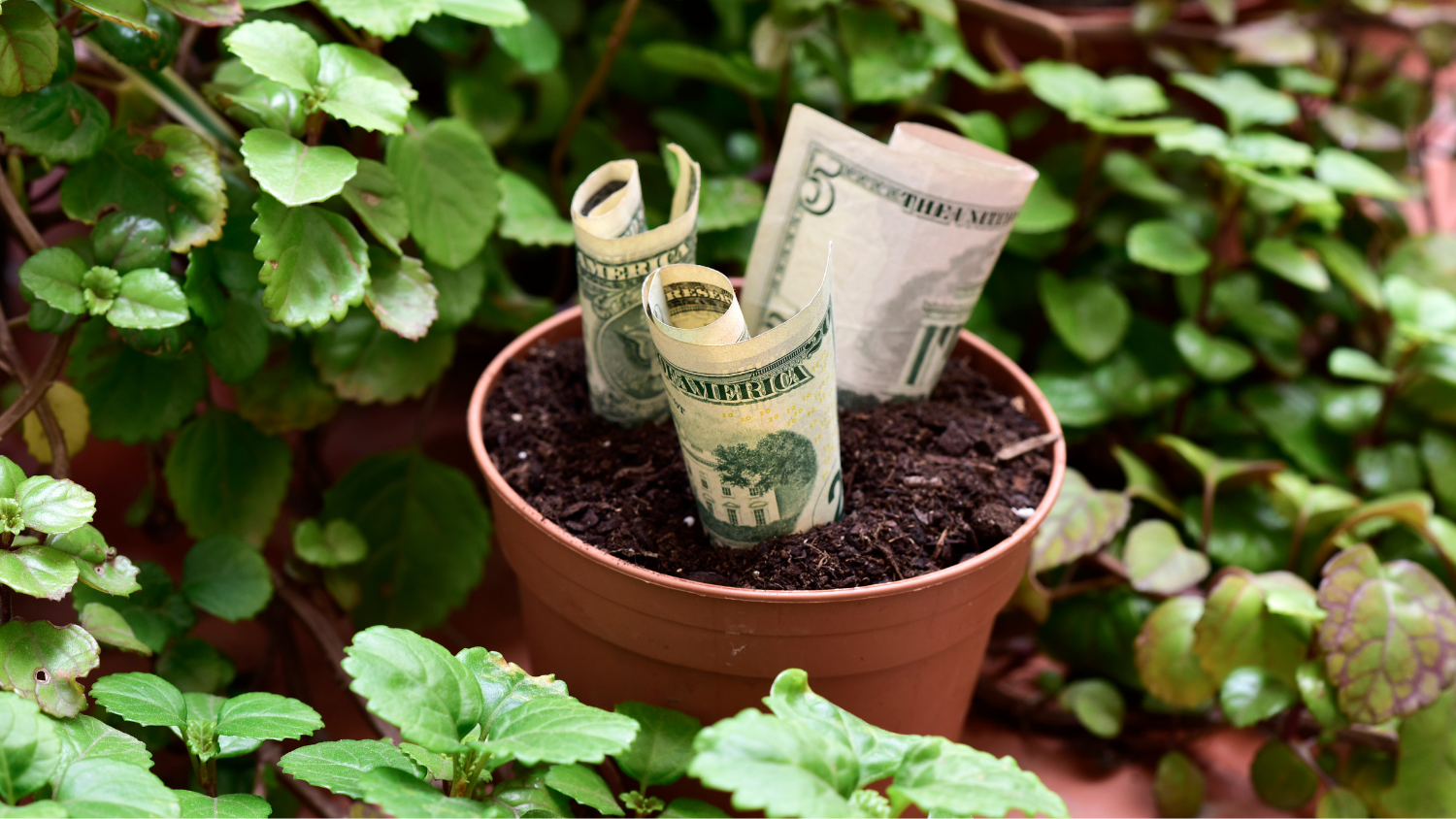Tending Our Financial Gardens