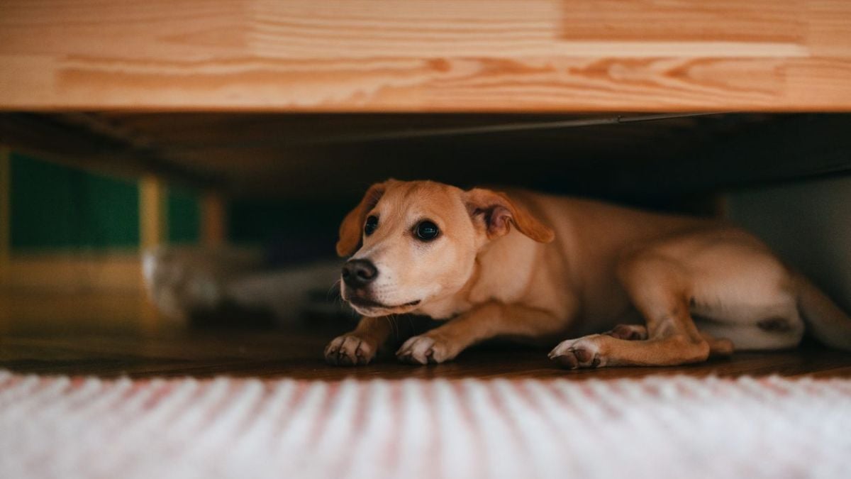 On Anxiety Medication for Dogs...