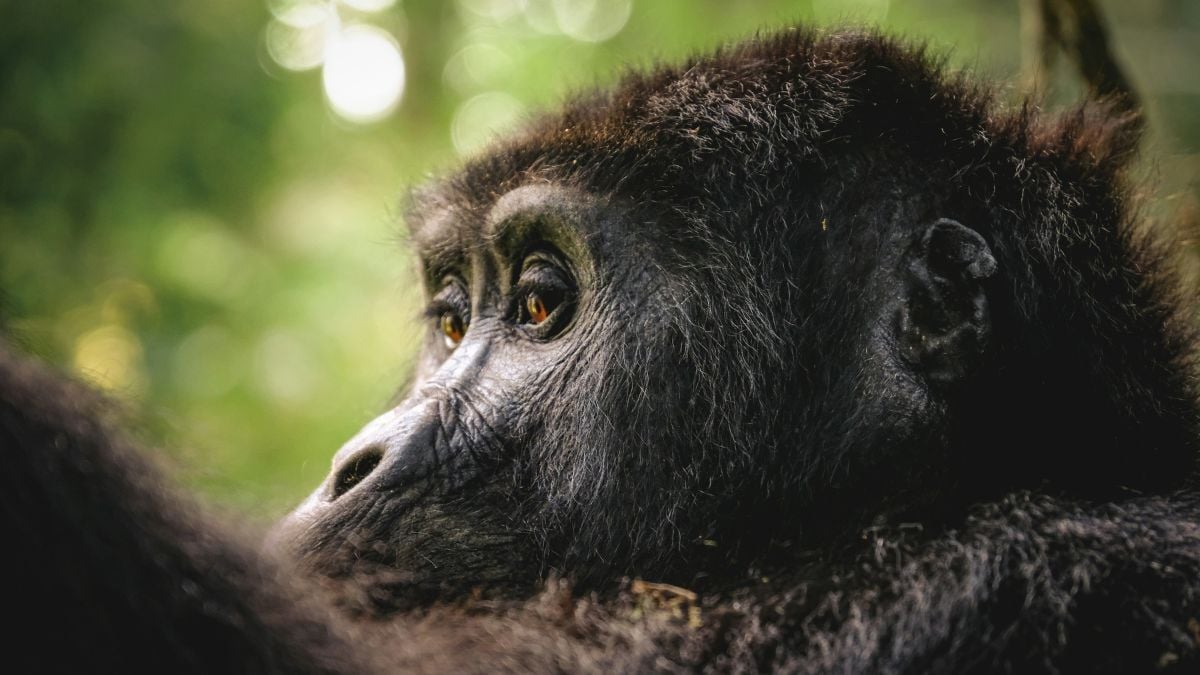 You’re Not a Monkey’s Uncle