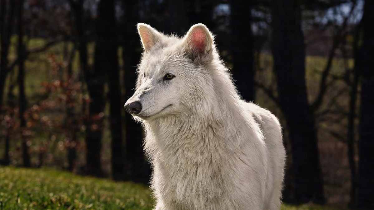 We’ve Seen the Dire Wolf Movie and It Doesn’t End Well