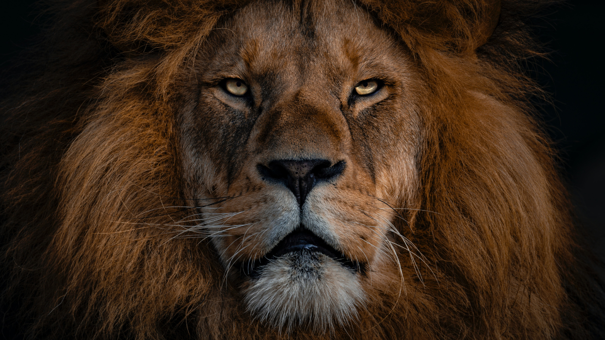 Aslan and the Path of Faithful Pain